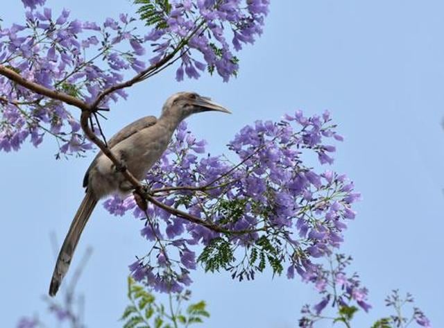 An Indian Grey hornbill lends grace to Jacaranda blooms at Leisure Valley, Chandigarh. (Photo: Dalvinder Singh)