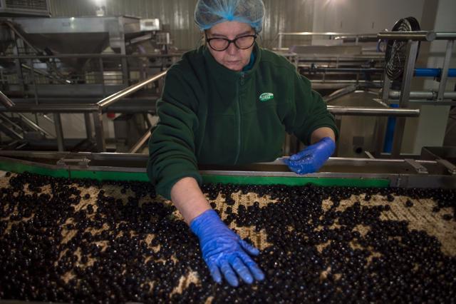 An employee selects olives on the packaging production line at the "Agro Sevilla" olive factory in La Roda de Andalucia on April 12, 2018. (AFP) An employee selects olives on the packaging production line at the "Agro Sevilla" olive factory in La Roda de Andalucia on April 12, 2018. (AFP)