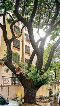 Huge branches have been ruthlessly chopped instead of being trimmed at Ramnagar. (Sanket Wankhade/HT PHOTO) Huge branches have been ruthlessly chopped instead of being trimmed at Ramnagar. (Sanket Wankhade/HT PHOTO)