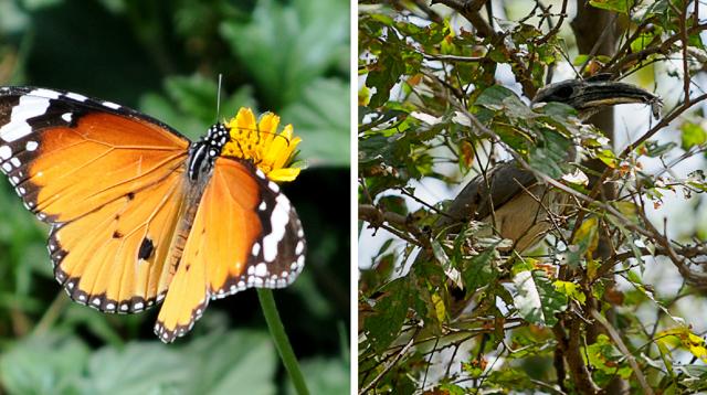A Plain Tiger butterfly alights on a flower while (right) Chandigarh’s state bird, the Grey Hornbill, makes arrangements for lunch at City Forest, abode to a variety of flora and fauna. (Ravi Kumar/HT) A Plain Tiger butterfly alights on a flower while (right) Chandigarh’s state bird, the Grey Hornbill, makes arrangements for lunch at City Forest, abode to a variety of flora and fauna. (Ravi Kumar/HT)