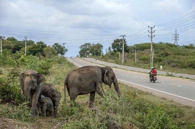 A motorcyclist and passenger ride past wild elephants standing on the side of a highway in Hambantota, Sri Lanka. Former Sri Lankan President Mahinda Rajapaksa spearheaded the project, taking Chinese loans to shower goodies on his home district of Hambantota -- including a new international airport that still has just one daily scheduled flight. (Atul Loke/Bloomberg)