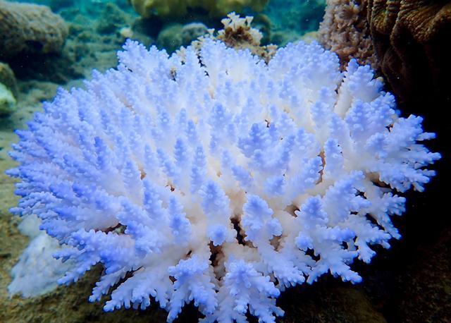 Coral reefs make up less than one percent of Earth’s marine environment, but are home to an estimated 25 percent of ocean life, acting as nurseries for many species of fish. (AFP /ARC Centre of Excellence for Coral Reef Studies ) Coral reefs make up less than one percent of Earth’s marine environment, but are home to an estimated 25 percent of ocean life, acting as nurseries for many species of fish. (AFP /ARC Centre of Excellence for Coral Reef Studies )