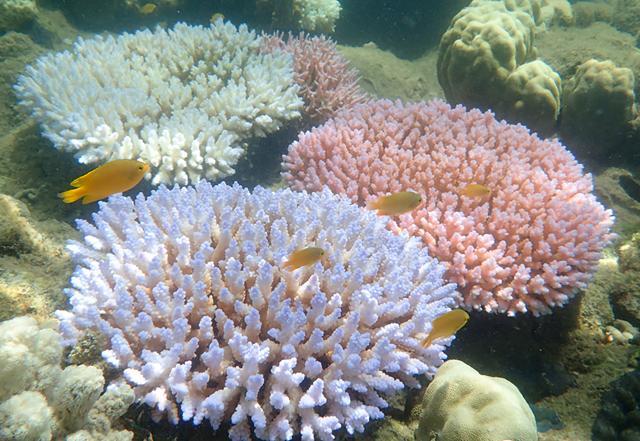 Scientists say the focus should be on protecting the surviving corals, which number about a billion after the two bleaching events in 2016 and 2017. (AFP / ARC Centre for Excellence for Coral Reef Studies) Scientists say the focus should be on protecting the surviving corals, which number about a billion after the two bleaching events in 2016 and 2017. (AFP / ARC Centre for Excellence for Coral Reef Studies)