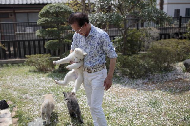 Cuteness overload: Japan’s famous Akita dogs will melt your heart. See