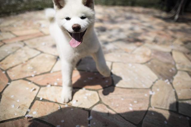 Akita dogs are responsive and known for loyalty. (AFP) Akita dogs are responsive and known for loyalty. (AFP)