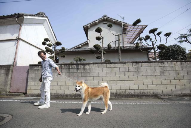 Akitas are large, around 60 to 70 centimetres (24 to 28 inches) tall and between 40 to 50 kgs. (AFP) Akitas are large, around 60 to 70 centimetres (24 to 28 inches) tall and between 40 to 50 kgs. (AFP)