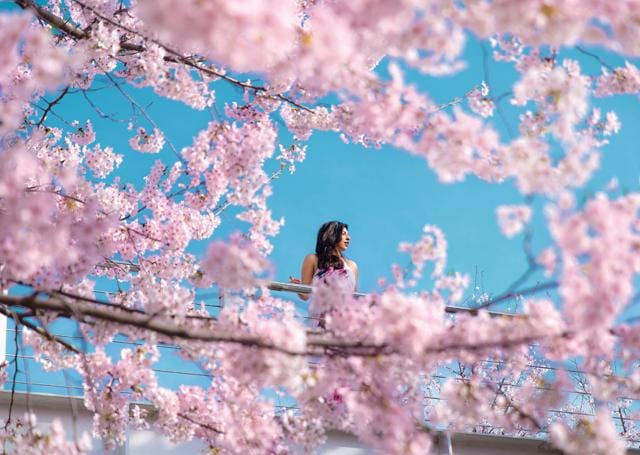 Cherry blossom trees by the shores of Lake Kawaguchiko in Japan; Savi wears a floral maxi dress from ASOS Cherry blossom trees by the shores of Lake Kawaguchiko in Japan; Savi wears a floral maxi dress from ASOS