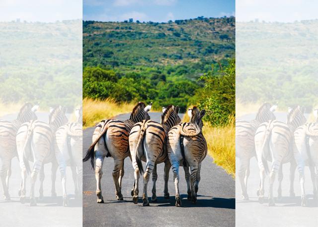 Dozens of zebras with bright and shiny coats in Zululand, South Africa Dozens of zebras with bright and shiny coats in Zululand, South Africa