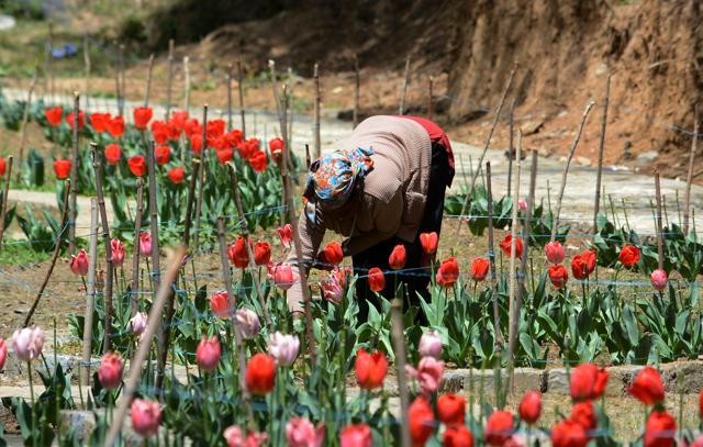 The Forest Department has been developing this garden at an altitude of over 7000 feet above from sea level with the tulip seeds brought from Chandigarh, originated in Holland. (Deepak Sansta/HT) The Forest Department has been developing this garden at an altitude of over 7000 feet above from sea level with the tulip seeds brought from Chandigarh, originated in Holland. (Deepak Sansta/HT)
