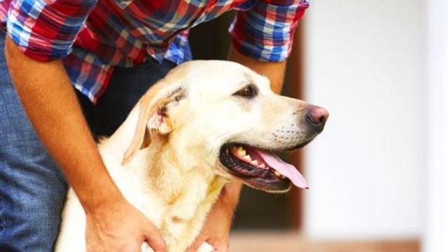 A canine-specific flu may travel between pets. (Shutterstock)