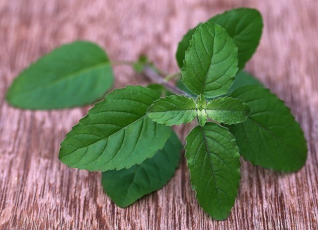 Tulasi has compounds which are anti-inflammatory and antimicrobial. (Shutterstock) Tulasi has compounds which are anti-inflammatory and antimicrobial. (Shutterstock)
