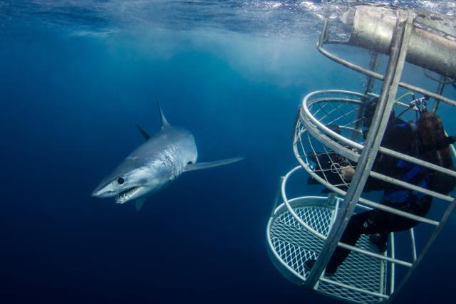 If exploring the mysterious marine life is your thing, you cannot afford to miss shark cage diving - one of the most enthralling activity in Australia. (Shutterstock) If exploring the mysterious marine life is your thing, you cannot afford to miss shark cage diving - one of the most enthralling activity in Australia. (Shutterstock)
