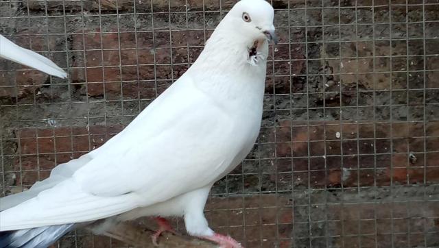 A pigeon with a neck wound after escape from a falcon. (AAMIR RIZWAN KHAN) A pigeon with a neck wound after escape from a falcon. (AAMIR RIZWAN KHAN)