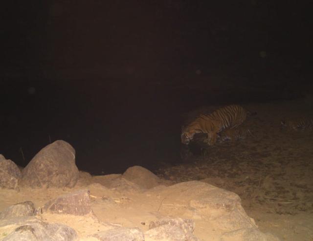 The two cubs with the tigress at Sariska. The two cubs with the tigress at Sariska.