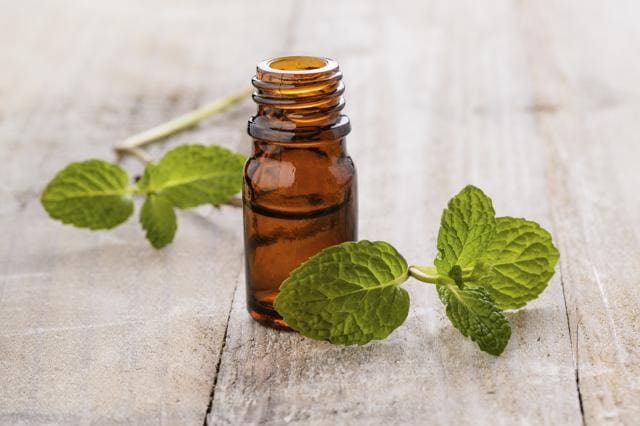 The invigorating and fresh mint aroma of the peppermint essential oil works to stimulates the mind and clear the sinuses. (iStock) The invigorating and fresh mint aroma of the peppermint essential oil works to stimulates the mind and clear the sinuses. (iStock)