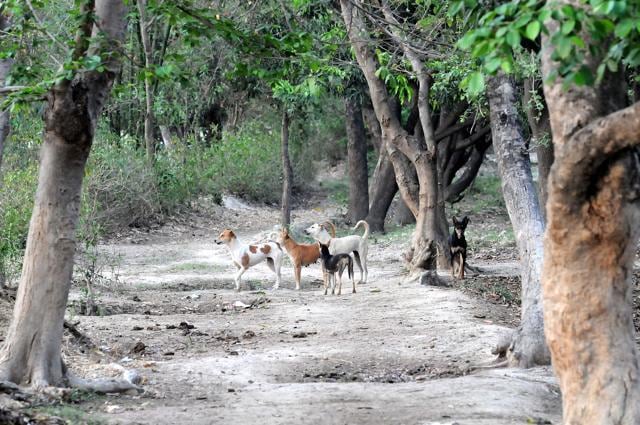 The scarcity of food or competition over it leads to attacks, especially involving young children who are physically weak to scare away the dogs (HT Photo) The scarcity of food or competition over it leads to attacks, especially involving young children who are physically weak to scare away the dogs (HT Photo)