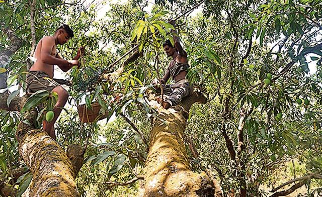 The tree has helped pay for Sahil’s (left) education. (Anshuman Poyrekar/HT Photo) The tree has helped pay for Sahil’s (left) education. (Anshuman Poyrekar/HT Photo)