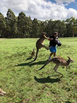 A man is attacked by kangaroos after feeding them near Morisset Park, Australia in this undated photo obtained from social media. (Kroosn Shuttle Service Pty Ltd/REUTERS) A man is attacked by kangaroos after feeding them near Morisset Park, Australia in this undated photo obtained from social media. (Kroosn Shuttle Service Pty Ltd/REUTERS)