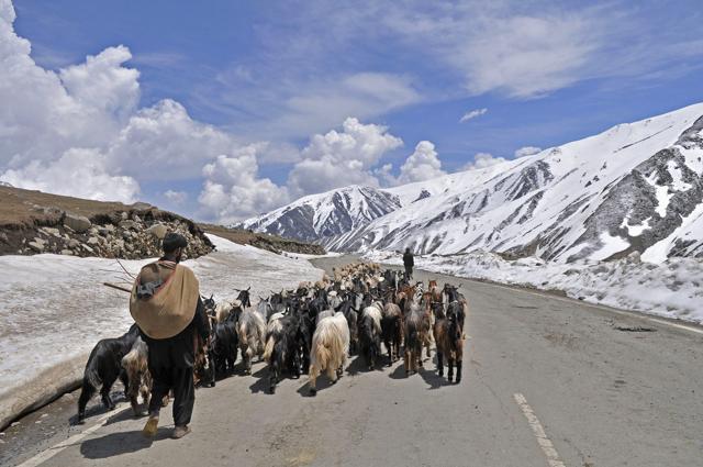 Breathtaking beauty: A nomadic Gujjar-Bakarwal with his flock of sheep and goats on the Mughal Road in Kashmir. (Waseem Andrabi/Hindustan Times) Breathtaking beauty: A nomadic Gujjar-Bakarwal with his flock of sheep and goats on the Mughal Road in Kashmir. (Waseem Andrabi/Hindustan Times)