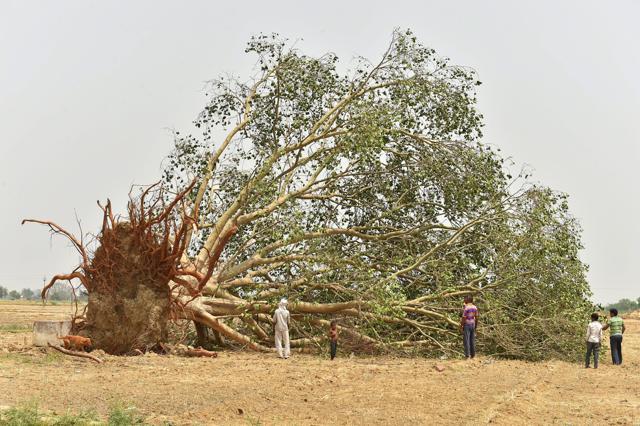 A tree uprooted in Wednesday's massive storm, at Cheet village in Agra district. (PTI) A tree uprooted in Wednesday's massive storm, at Cheet village in Agra district. (PTI)