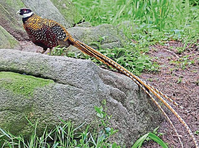The male Reeves's pheasant. (DRSHAILESH PINTO) The male Reeves's pheasant. (DRSHAILESH PINTO)