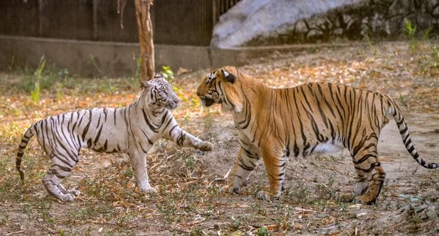 white tigers: Rare white tigers gives birth to three healthy cubs at Delhi  zoo; See adorable pics - The Economic Times