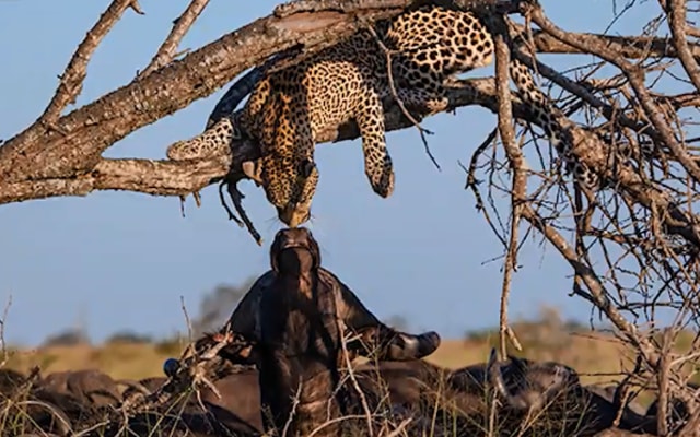 And then, the ‘kiss’ happened (Nat Geo)