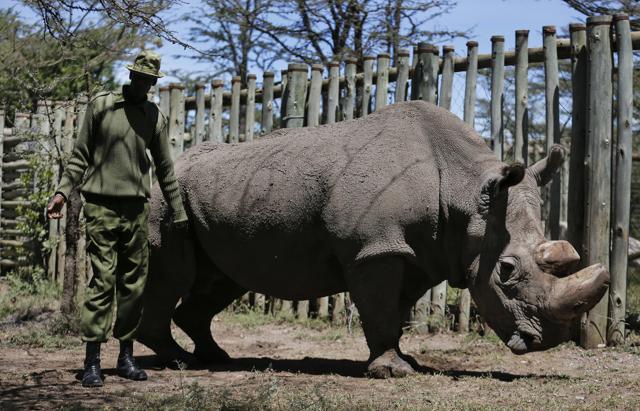 A ranger takes care of Sudan, who was the world's last male northern white rhino, at the Ol Pejeta Conservancy in Laikipia county in Kenya. (AP File Photo) A ranger takes care of Sudan, who was the world's last male northern white rhino, at the Ol Pejeta Conservancy in Laikipia county in Kenya. (AP File Photo)
