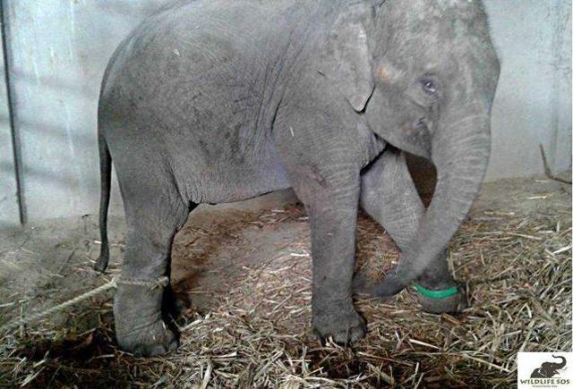 Suman chained and kept in illegal captivity. (WILDLIFE SOS)