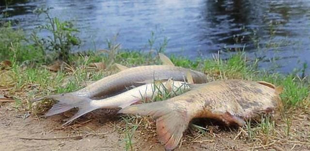 Fish killed in the canal. (HT Photo) Fish killed in the canal. (HT Photo)