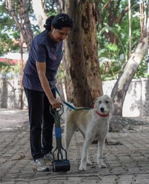 Sushma Date uses the scoop to clean up the dog poop on Prabhat road. (Sanket Wankhade/HT PHOTO) Sushma Date uses the scoop to clean up the dog poop on Prabhat road. (Sanket Wankhade/HT PHOTO)