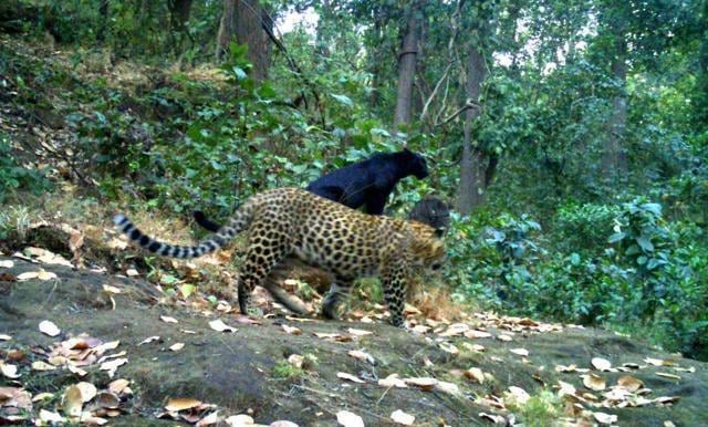 The black panther with its mother in Garjanpahad Reserve Forest in Odisha. (Odisha wildlife department) The black panther with its mother in Garjanpahad Reserve Forest in Odisha. (Odisha wildlife department)