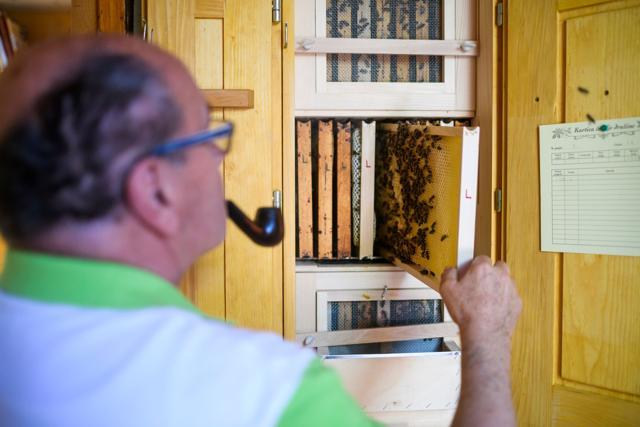 Slovenian beekeeper Karl Vogrincic takes one of the honeycombs with bees out of the beehive in Pernica, Slovenia. (AFP) Slovenian beekeeper Karl Vogrincic takes one of the honeycombs with bees out of the beehive in Pernica, Slovenia. (AFP)