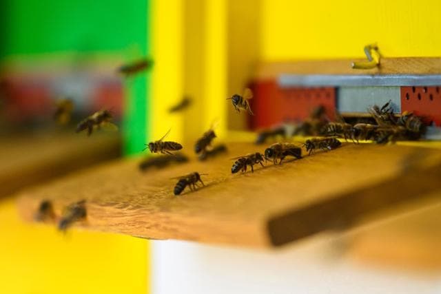 Bees are flying around one of the beehives in Pernica, Slovenia. (AFP) Bees are flying around one of the beehives in Pernica, Slovenia. (AFP)