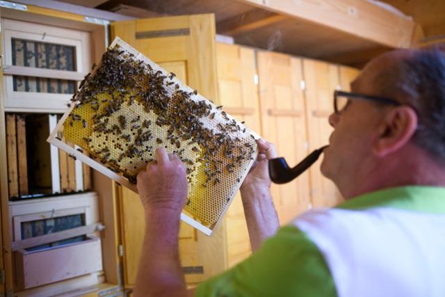 Slovenian beekeeper Karl Vogrincic takes one of the honeycombs with bees out of the beehive in Pernica. (AFP) Slovenian beekeeper Karl Vogrincic takes one of the honeycombs with bees out of the beehive in Pernica. (AFP)