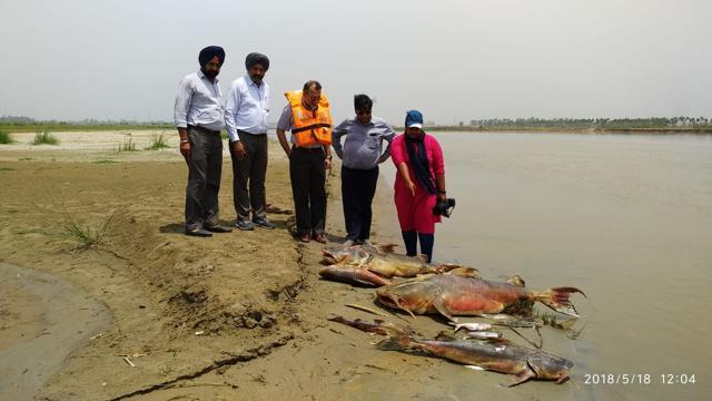 A WWF team and forest department officials had been tracking the return of the Indus River dolphins to the Beas about a decade ago after they were believed to have become locally extinct. (Photo credit: WWF-India)