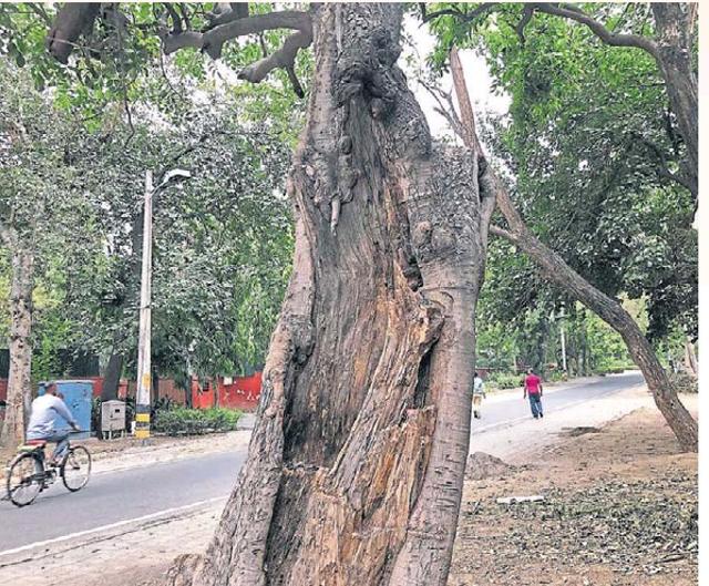 The evening stroll through Lodhi Estate vividly brings forth secret flavours of a world that belongs to the VVIPs. (HT photo) The evening stroll through Lodhi Estate vividly brings forth secret flavours of a world that belongs to the VVIPs. (HT photo)