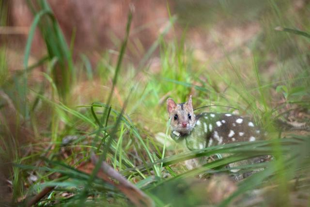 A quoll takes its first steps into the wild during a translocation in Jervis Bay in northern New South Wales. A species of quoll devastated by foxes had been returned to the wild in mainland Australia in a rare conservation success story. (AFP File Photo)