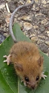 The mouse that launched a poem. (Raja Rajeshwari Nagasigamani) The mouse that launched a poem. (Raja Rajeshwari Nagasigamani)