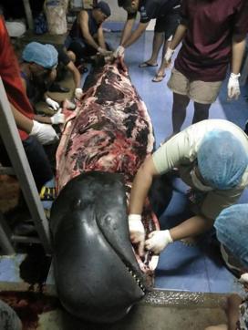 A whale found to have swallowed up to 80 plastic bags is seen in Songkhla, Thailand, in this still image from a June 1, 2018 video footage by Thailand's Department of Marine and Coastal Resources. (Reuters) A whale found to have swallowed up to 80 plastic bags is seen in Songkhla, Thailand, in this still image from a June 1, 2018 video footage by Thailand's Department of Marine and Coastal Resources. (Reuters)