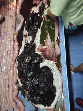 An autopsy revealed 80 plastic bags weighing up to eight kilograms (18 pounds) in the creature’s stomach. (REUTERS) An autopsy revealed 80 plastic bags weighing up to eight kilograms (18 pounds) in the creature’s stomach. (REUTERS)