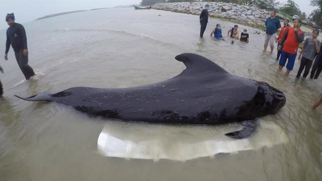 This handout picture from ThaiWhales a private whale conservation group, taken on May 28, 2018 and released on June 2, 2018 shows ThaiWhales volunteers and governmment marine veterinarians from Department of Marine and Coastal Resources rescuing a sick male pilot whale at sea in the coastal area of southern Thailand near the Malaysian border. (AFP) This handout picture from ThaiWhales a private whale conservation group, taken on May 28, 2018 and released on June 2, 2018 shows ThaiWhales volunteers and governmment marine veterinarians from Department of Marine and Coastal Resources rescuing a sick male pilot whale at sea in the coastal area of southern Thailand near the Malaysian border. (AFP)