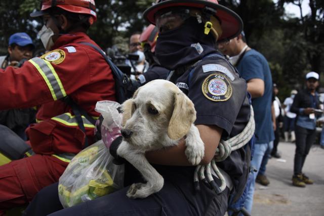 A firefighter carries a dog found in the ash-covered village of San Miguel Los Lotes, in Escuintla Department, about 35 km southwest of Guatemala City, on June 5, 2018, two days after the eruption of the Fuego Volcano. (AFP) A firefighter carries a dog found in the ash-covered village of San Miguel Los Lotes, in Escuintla Department, about 35 km southwest of Guatemala City, on June 5, 2018, two days after the eruption of the Fuego Volcano. (AFP)
