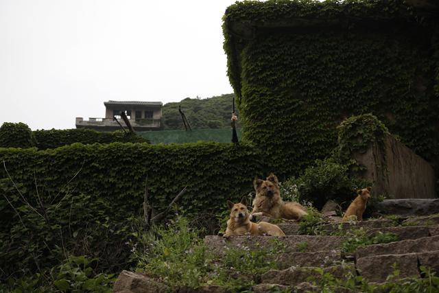 The village isn’t entirely abandoned. Five people still reside here with a relaxed pack of dogs that roam the empty homes. (AP) The village isn’t entirely abandoned. Five people still reside here with a relaxed pack of dogs that roam the empty homes. (AP)