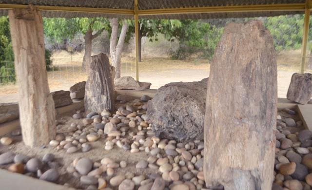 The wood fossils are a unique feature of the Thar desert depicting the geological changes that had occurred in the region. (HT Photo)