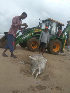 Dead dolphin washed ashore at Versova beach. Dead dolphin washed ashore at Versova beach.