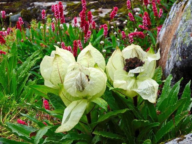 Brahma Kamals in bloom near Hemkund Saheb (Rana Mukherjee ) Brahma Kamals in bloom near Hemkund Saheb (Rana Mukherjee )