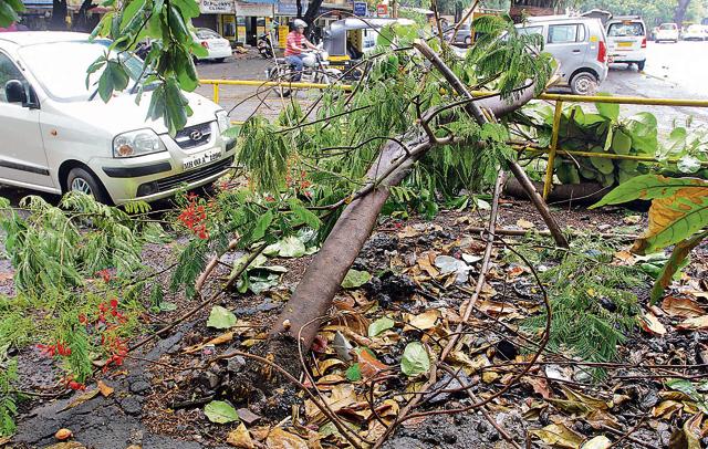 Tree collapse at Brahmand Naka in Thane on Saturday (Praful Gangurde/HT PHOTO)