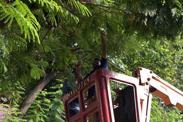 A civic employee cuts branches off a tree at Vashi in Navi Mumbai on Wednesday. (Bachchan Kumar/HT Photo) A civic employee cuts branches off a tree at Vashi in Navi Mumbai on Wednesday. (Bachchan Kumar/HT Photo)