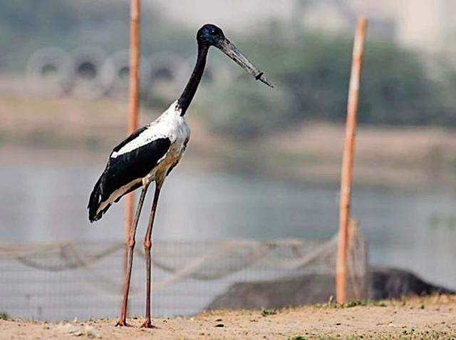 A stork, with has a plastic bottle cap around its neck, was spotted in Najafgarh around 5.30pm on Sunday. (HT Photo/Manoj Nair) A stork, with has a plastic bottle cap around its neck, was spotted in Najafgarh around 5.30pm on Sunday. (HT Photo/Manoj Nair)